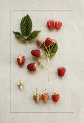 Raspberries on vintage paper. Botanical illustration. Herbarium