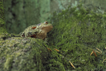 common toad bufo bufo 
