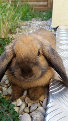 Obraz premium Brown Rabbit
