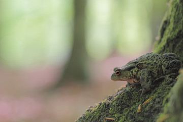 common toad bufo bufo 
