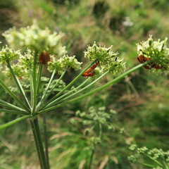 Cantharidae in Heracleum mantegazzianum