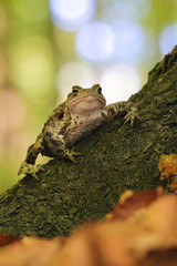 common toad bufo bufo 