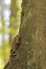 common toad bufo bufo 