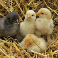 cute chicks