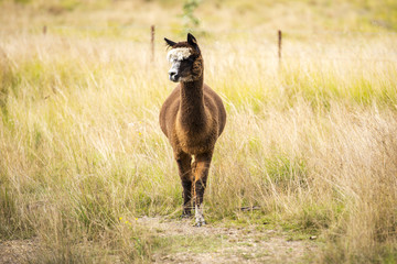Alpaca by itself in a field during the day in Queensland
