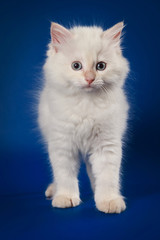 White Siberian kitten standing and looking into the camera on a blue background