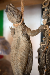 Dried Lizard. Macabre products for sale in a voodoo shop.