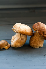 Boletus edulis