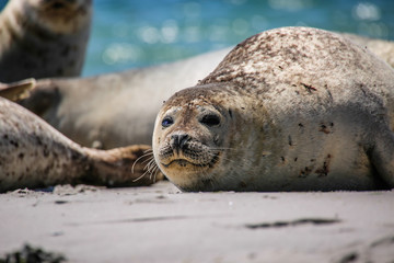 Kegelrobbe am Strand von Helgoland