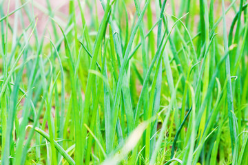  juicy onion chives in the garden