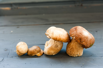 Boletus edulis