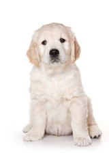 Golden retriever puppy sitting and looking at the camera (isolated on white)
