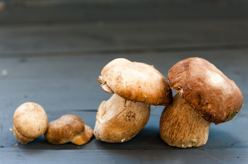 Boletus edulis