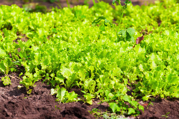Growing lettuce in open ground