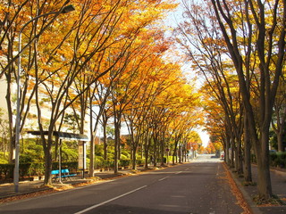 Fototapeta premium 秋の黄葉の欅道路