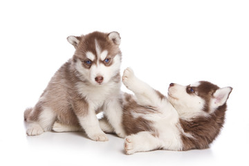 Two Siberian Husky puppy playing (isolated on white)