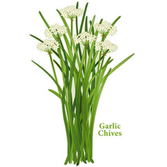 Fototapeta premium Garlic Chives, fragrant herb, white flowers, mild onion garlic flavor. Also called Chinese chives or wild garlic. Popular cooking ingredient in China, Korea, India, Philippines, Japan and Asia. 