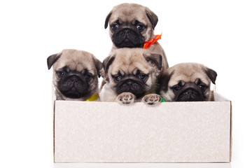Four pug puppy in a box and look at the camera (isolated on white)