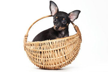 Pinscher puppy sitting in a basket, and looking at the camera (isolated on white)