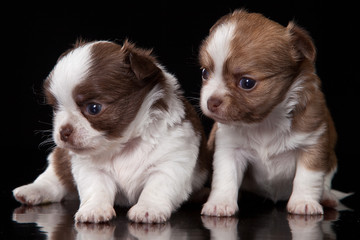 Two chihuahua puppy sitting (isolated on black)