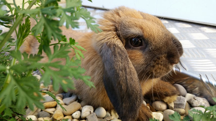 Obraz premium Cute Brown Rabbit
