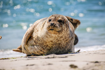Kegelrobbe am Strand von Helgoland