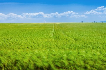 Field, Farm, Landscape.