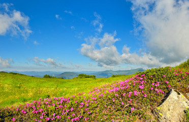 Deep blue sky over wild flowers in summer mountains