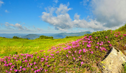 Fototapeta premium Wild flowers