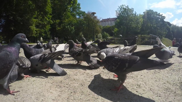 Feeding pigeons in the park. Slow motion.