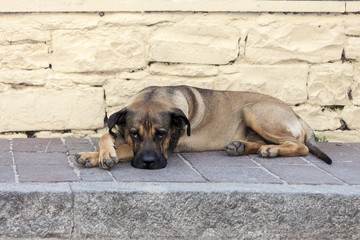 A dog looking into the camera with sad big eyes