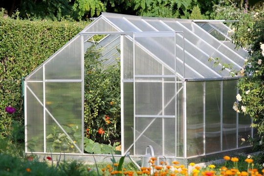 Greenhouse with tomato plants