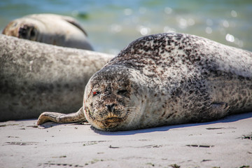 Kegelrobbe am Strand von Helgoland