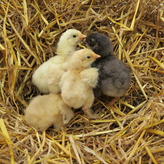 cute chicks