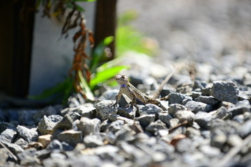 A lizard