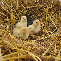 cute chicks