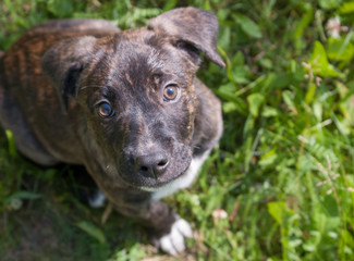 Mixed breed dog puppy cute looking into camera 