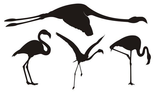 Flamingo silhouette set. Vector illustration