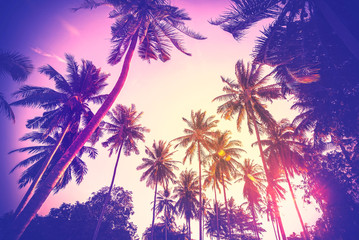 Vintage toned palm tree silhouettes at sunset.