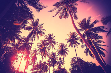 Fototapeta na wymiar Vintage toned palm tree silhouettes at sunset.