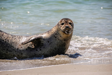 Kegelrobbe am Strand von Helgoland