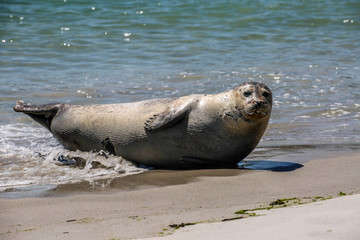 Kegelrobbe am Strand von Helgoland