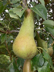 albero di pero con frutti
