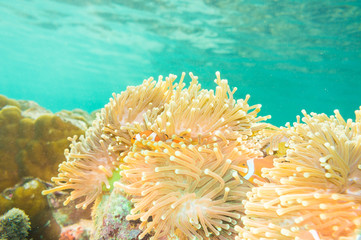 Naklejka na ściany i meble Nemo fish in front of their anemone home.