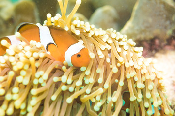 Plakat Clown Anemonefish swimming among the tentacles of its anemone ho