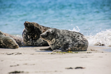 Kegelrobbe am Strand von Helgoland