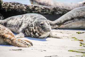 Kegelrobbe am Strand von Helgoland