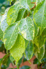 gouttes de pluie sur ficus benjamina panaché 