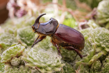 Rhinoceros beetle