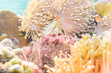 Fototapeta na wymiar Nemo fish in front of their anemone home.